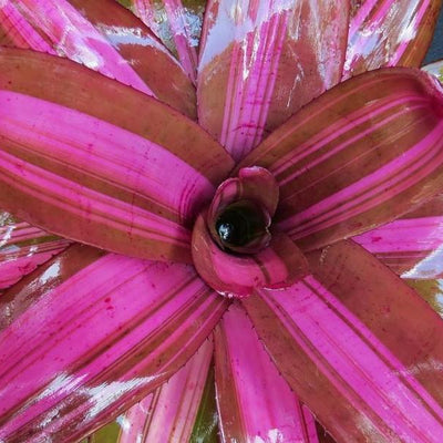 Neoregelia 'Maverick' | Bromeliad Paradise