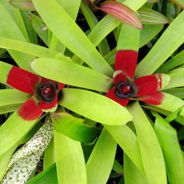 Neoregelia McWilliamsii | Bromeliad Paradise