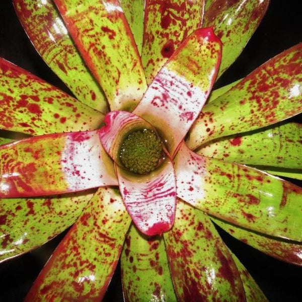 Neoregelia 'Mediterra' | Bromeliad Paradise
