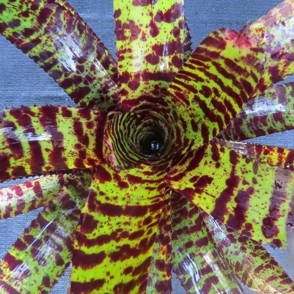 Neoregelia 'Medusa' | Bromeliad Paradise