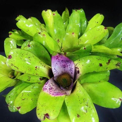 Neoregelia melanodonta | Bromeliad Paradise