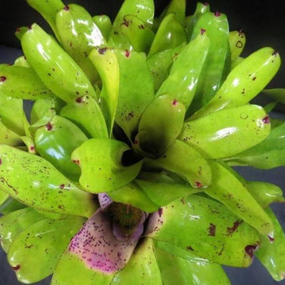 Neoregelia melanodonta | Bromeliad Paradise