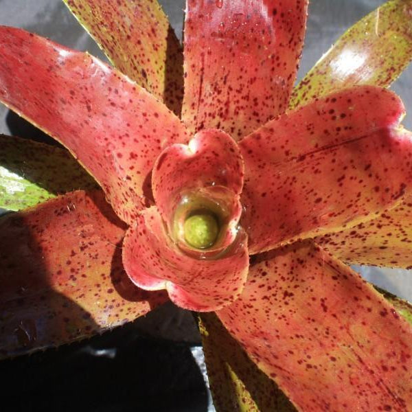 Neoregelia 'Midnight Moment'