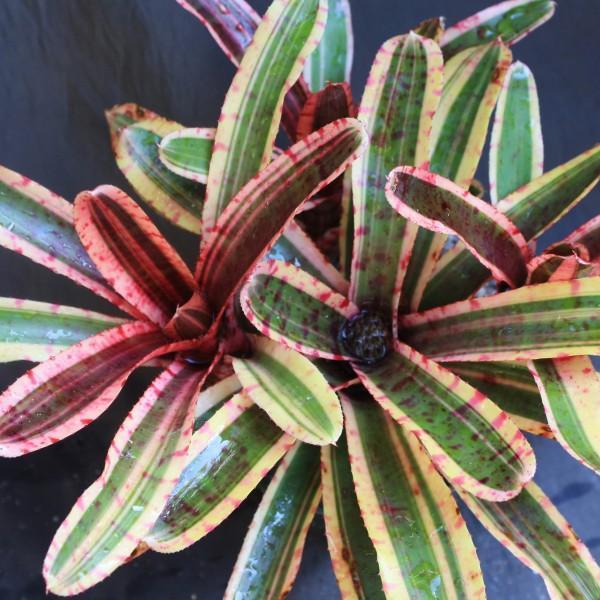 Neoregelia 'Mojo' | Bromeliad Paradise