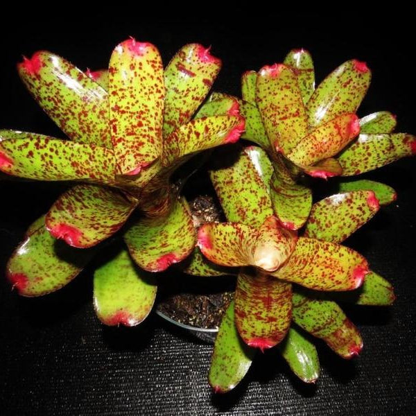 Neoregelia 'Moments Notice' - Bromeliad Paradise