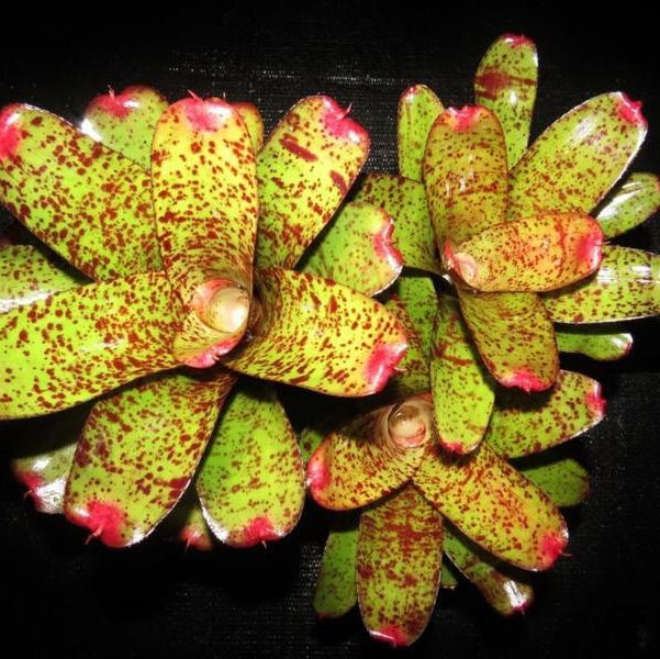 Neoregelia 'Moments Notice' | Bromeliad Paradise