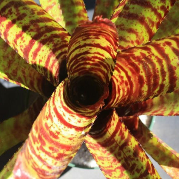 Neoregelia 'Moon Over Fort Dix' | Bromeliad Paradise