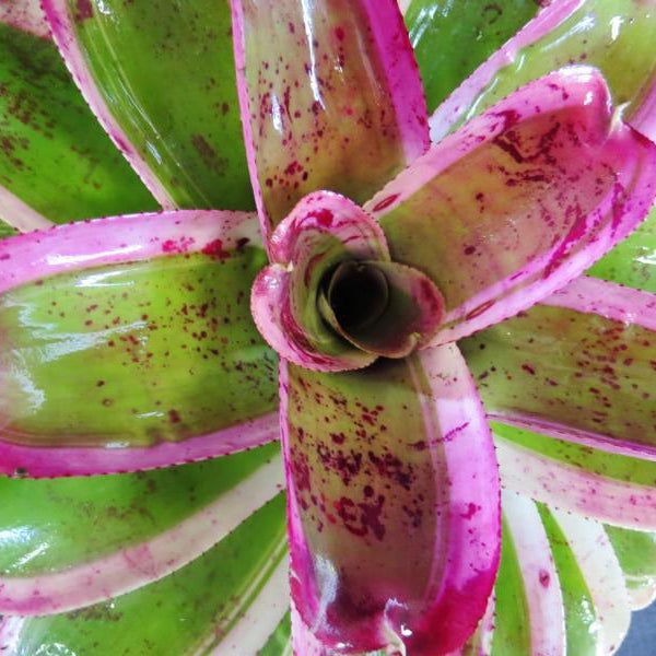 neoregelia bromelie Neoregelia 'Morado'