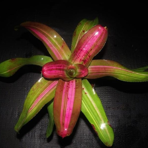 Neoregelia 'Morado' Reverse