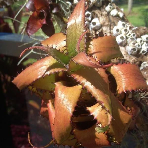 Neoregelia 'Morona' | Bromeliad Paradise