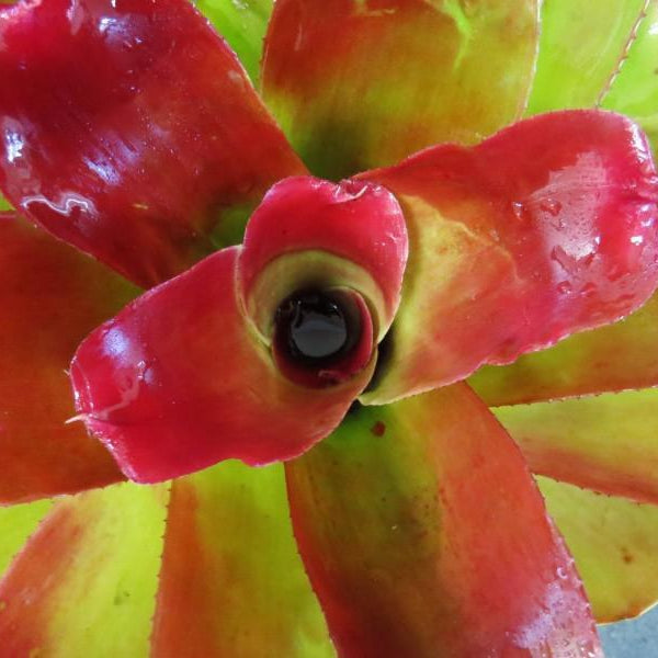 Neoregelia 'Nalo Rose' | Bromeliad Paradise