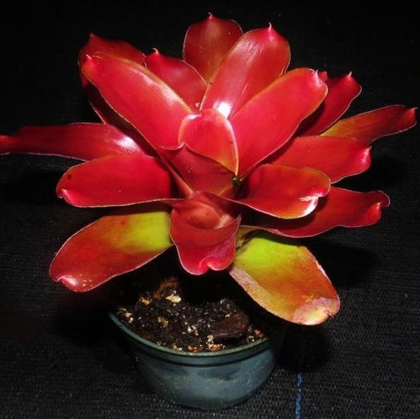 Neoregelia Neoregelia 'Tricolor' x 'Fireball' | Bromeliad Paradise
