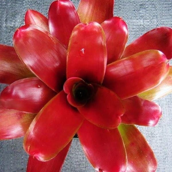 Neoregelia Neoregelia 'Tricolor' x 'Fireball' | Bromeliad Paradise