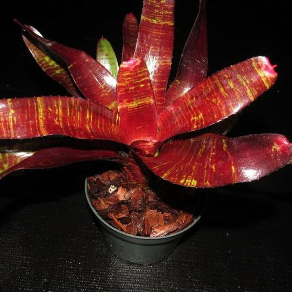 Neoregelia 'Red Glaze' - Bromeliad Paradise