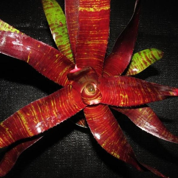 Neoregelia 'No Holds Barred' | Bromeliad Paradise