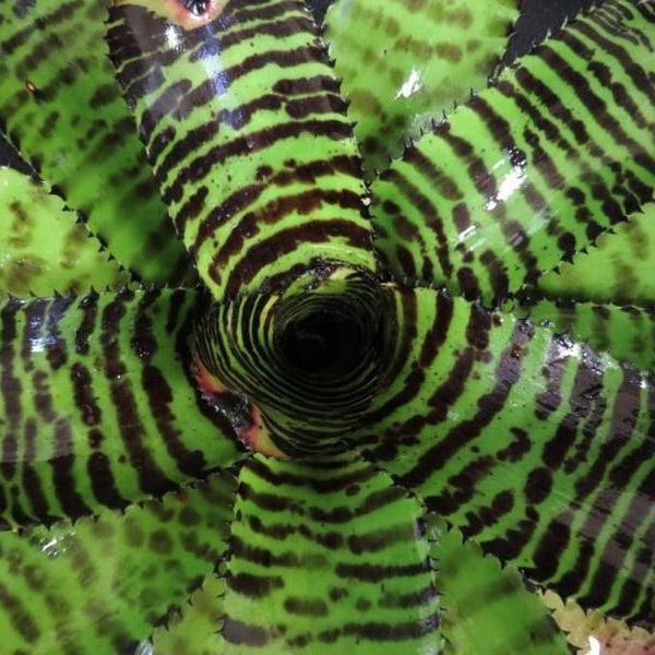 Neoregelia 'Norman Bates'