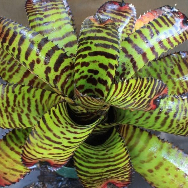 Neoregelia 'Norman Bates' | Bromeliad Paradise