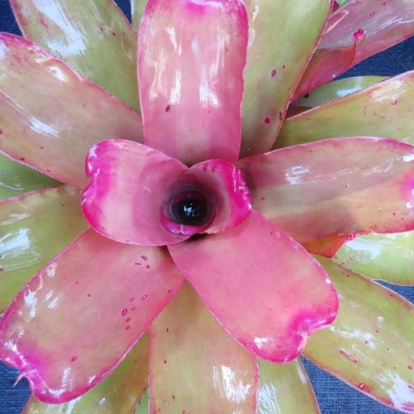 Neoregelia 'Oh No' | Bromeliad Paradise