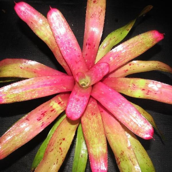 Neoregelia 'Old Love Letters' x 'Hula Girl' | Bromeliad Paradise