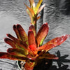 Neoregelia olens '696' | Bromeliad Paradise