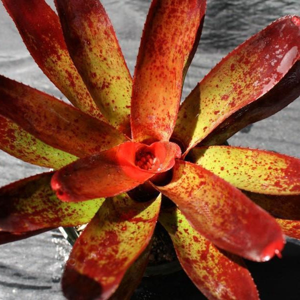 Neoregelia olens '696'