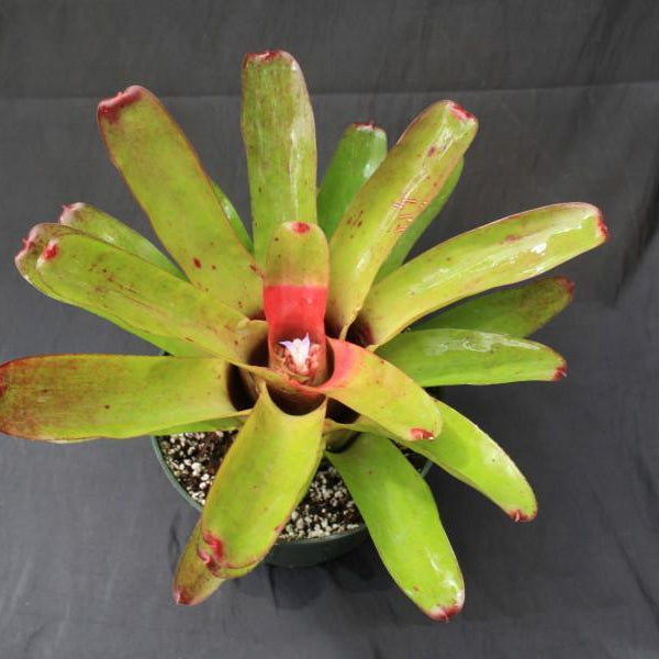 Neoregelia 'Olens 696' x 'Compacta' - Bromeliad Paradise