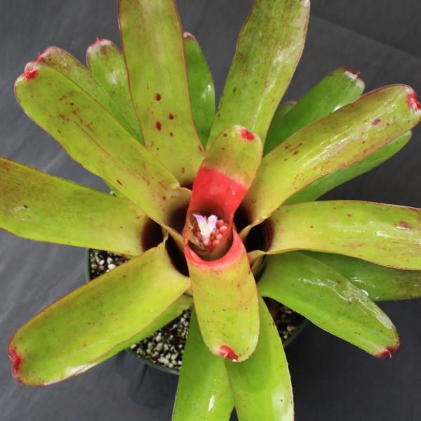 Neoregelia 'Olens 696' x 'Compacta' - Bromeliad Paradise