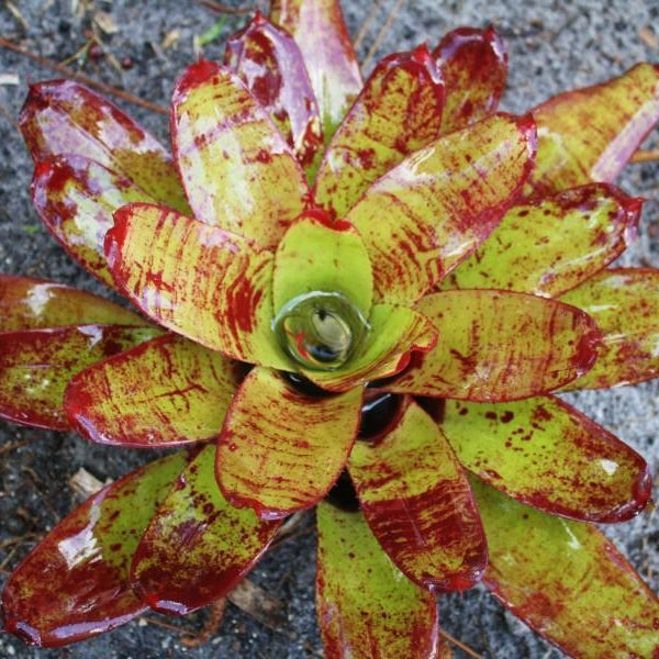 Neoregelia olens '696' X concentrica - Bromeliad Paradise