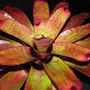 Neoregelia olens x carcharodon 'Rainbow' | Bromeliad Paradise