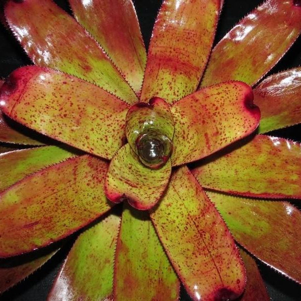 Neoregelia carcharodon 'Rainbow' – bromeliad.com