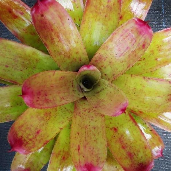 Neoregelia 'Opal Blast' | Bromeliad Paradise