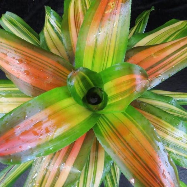 Neoregelia 'Orange Crush' | Bromeliad Paradise