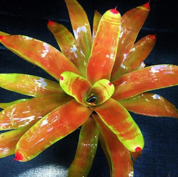 Neoregelia 'Orange Splendor' | Bromeliad Paradise