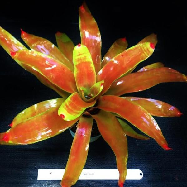 Neoregelia 'Orange Splendor' - Bromeliad Paradise