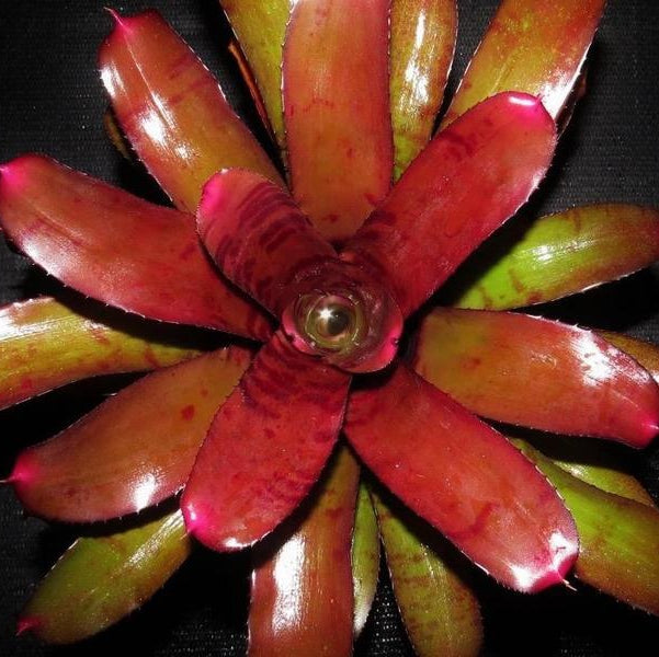 Neoregelia 'Ornato' | Bromeliad Paradise
