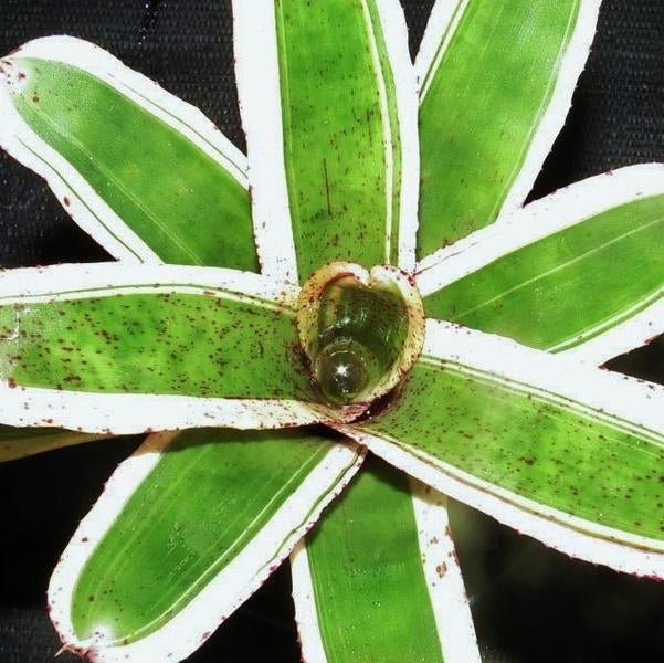 Neoregelia 'Ozone' | Bromeliad Paradise