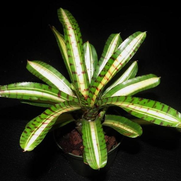 Neoregelia 'Palmares' - Bromeliad Paradise