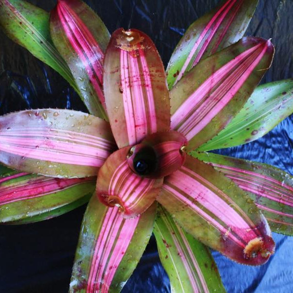 Neoregelia 'Paula' | Bromeliad Paradise