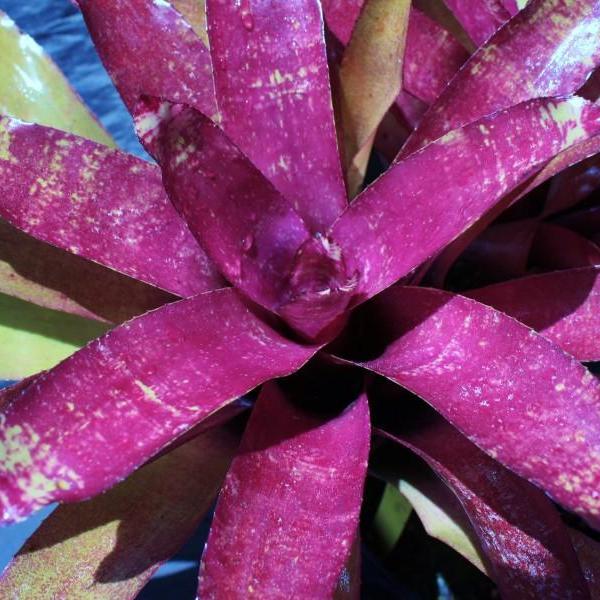 Neoregelia 'Peggy Pollard' | Bromeliad Paradise