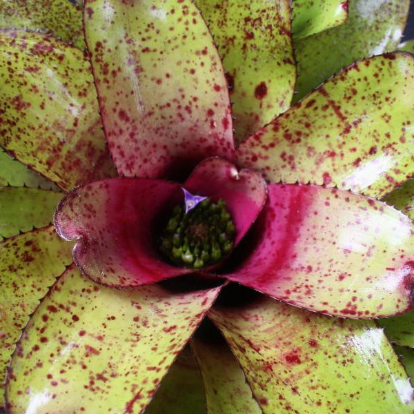 Neoregelia 'Pepper' X concentrica | Bromeliad Paradise