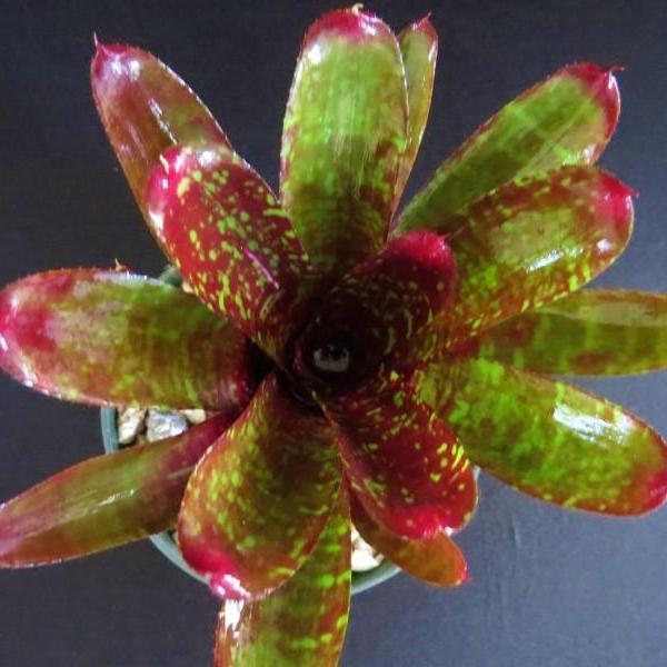 Neoregelia 'Pheasant'