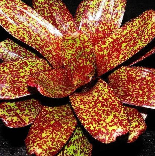 Neoregelia 'P.H.I.T.S.' | Bromeliad Paradise