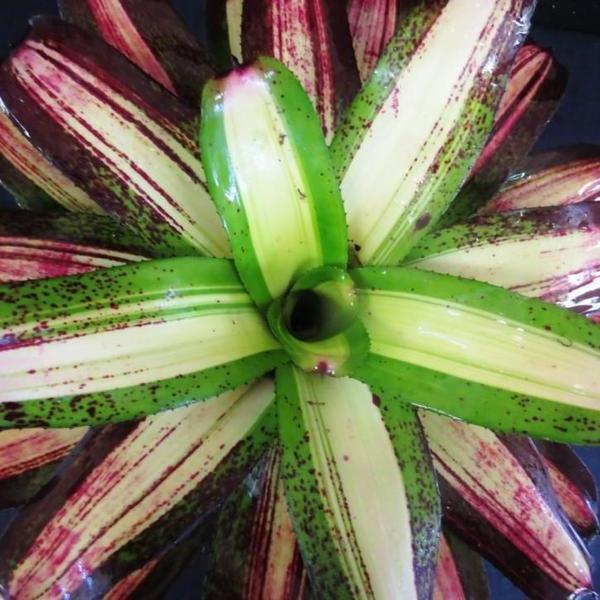 Neoregelia 'Picasso' | Bromeliad Paradise
