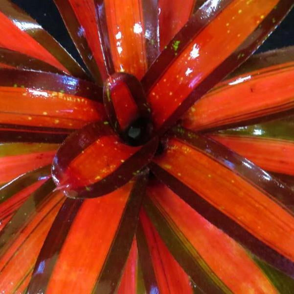 Neoregelia 'Pimiento' | Bromeliad Paradise