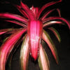 Neoregelia 'Pink on Black' | Bromeliad Paradise