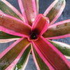 Neoregelia 'Pink Powder' | Bromeliad Paradise