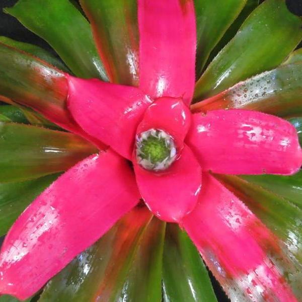 Neoregelia 'Pink Sensation' | Bromeliad Paradise