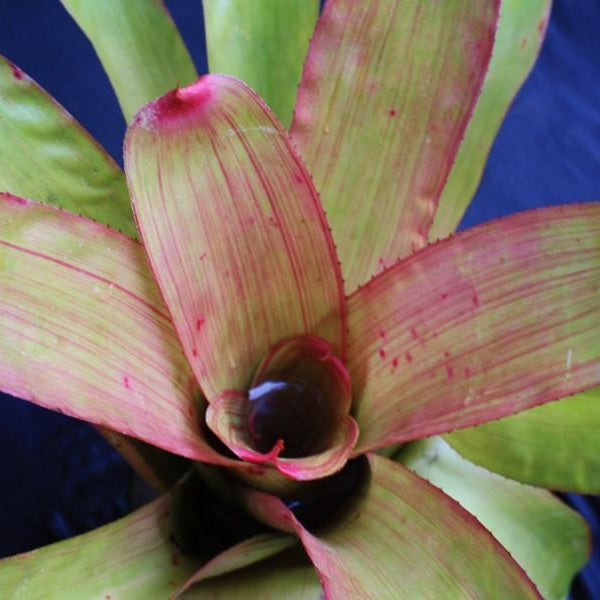 Neoregelia 'Pinstripe' | Bromeliad Paradise
