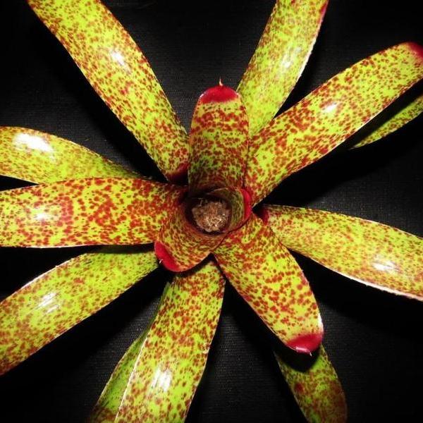 Neoregelia 'Pittsburgh Style' | Bromeliad Paradise