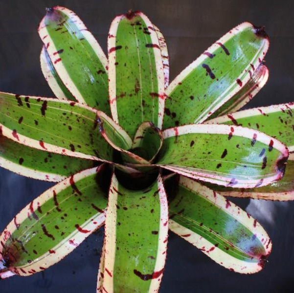 Neoregelia carolinae 'Tricolor Perfecta' - Bromeliad Paradise